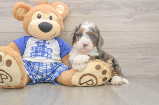 Mini Bernedoodle Puppy for Adoption