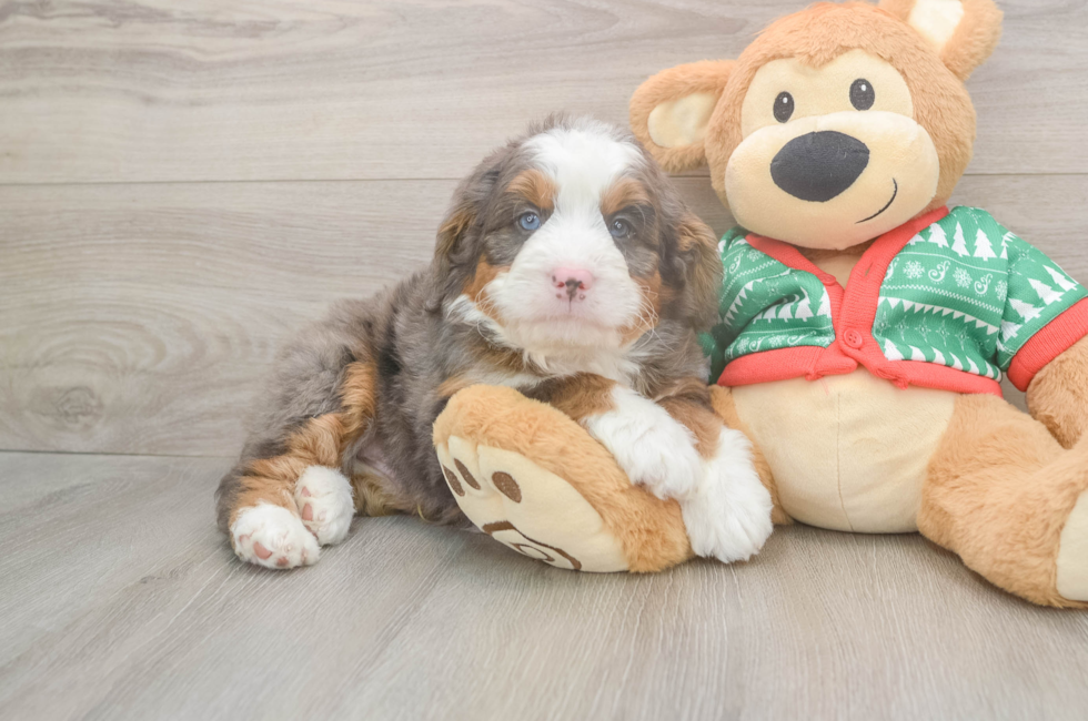 6 week old Mini Bernedoodle Puppy For Sale - Seaside Pups