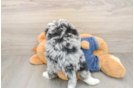 Mini Bernedoodle Pup Being Cute