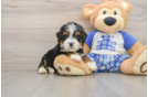 Hypoallergenic Mini Bernesedoodle Poodle Mix Puppy