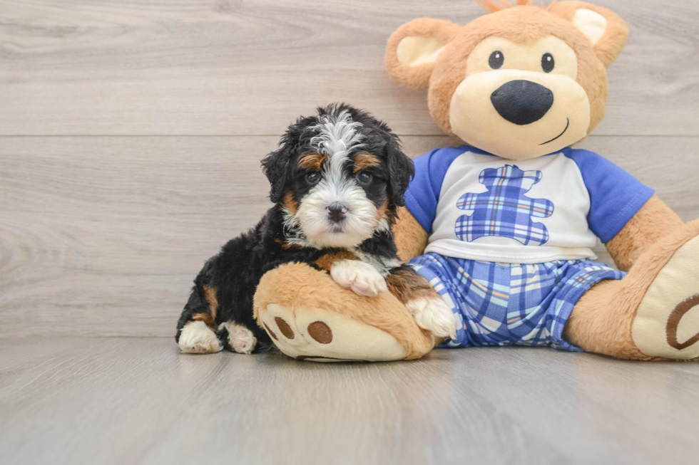 Hypoallergenic Mini Bernesedoodle Poodle Mix Puppy