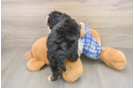 Mini Bernedoodle Puppy for Adoption