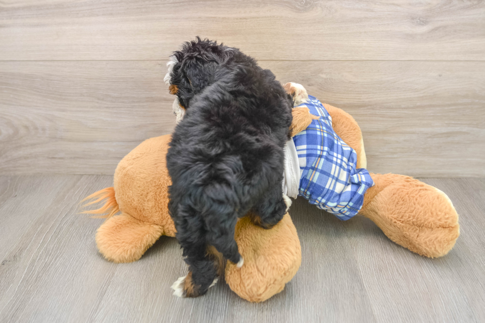 Mini Bernedoodle Puppy for Adoption