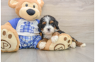 Fluffy Mini Bernedoodle Poodle Mix Pup