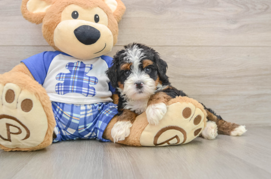 Fluffy Mini Bernedoodle Poodle Mix Pup