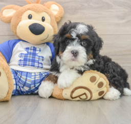 6 week old Mini Bernedoodle Puppy For Sale - Seaside Pups
