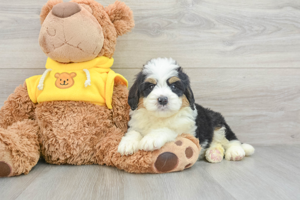 Mini Bernedoodle Puppy for Adoption