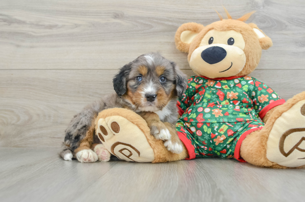 5 week old Mini Bernedoodle Puppy For Sale - Seaside Pups