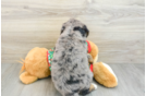 Mini Bernedoodle Pup Being Cute