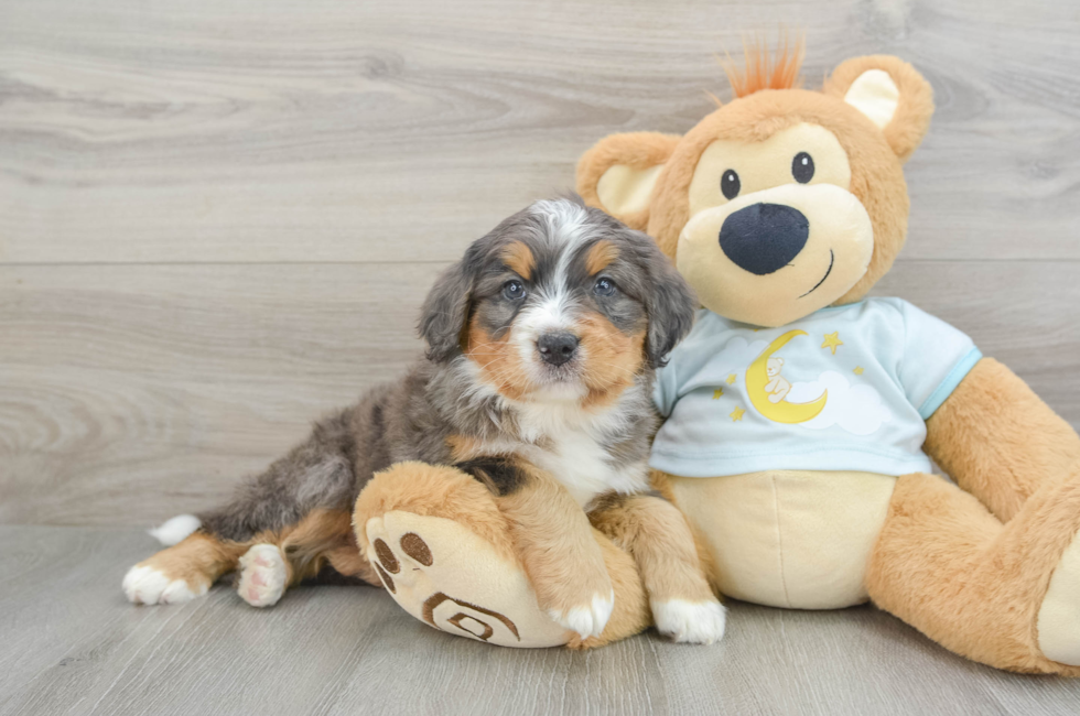 6 week old Mini Bernedoodle Puppy For Sale - Seaside Pups