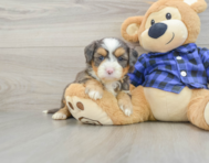 7 week old Mini Bernedoodle Puppy For Sale - Seaside Pups