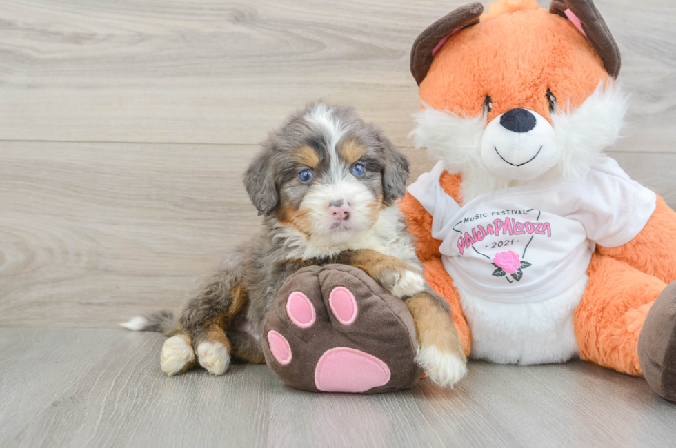 6 week old Mini Bernedoodle Puppy For Sale - Seaside Pups