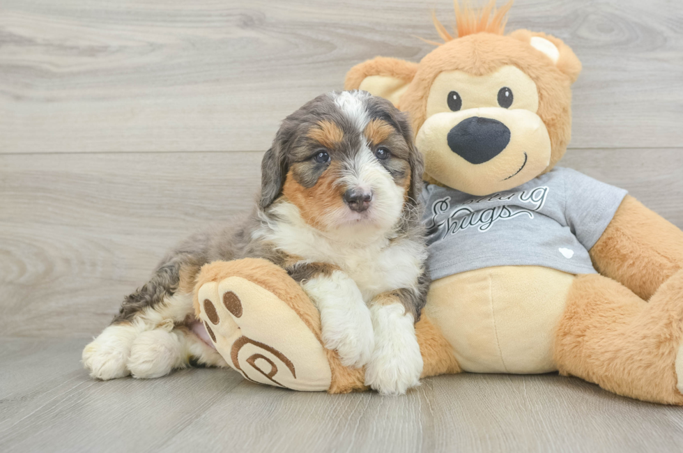 5 week old Mini Bernedoodle Puppy For Sale - Seaside Pups