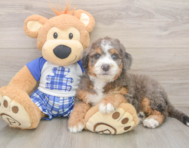 7 week old Mini Bernedoodle Puppy For Sale - Seaside Pups