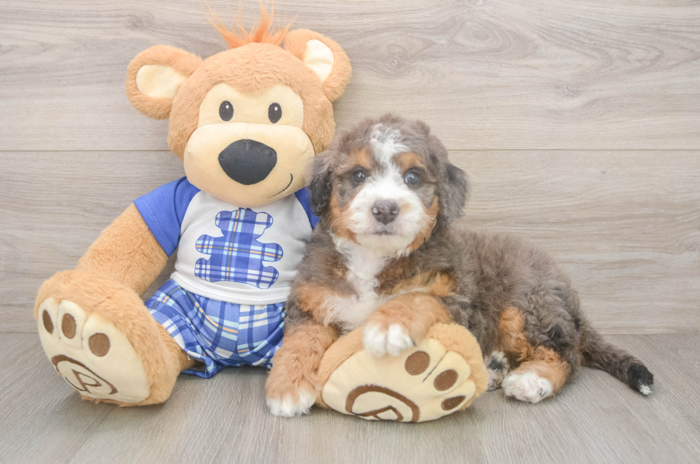5 week old Mini Bernedoodle Puppy For Sale - Seaside Pups