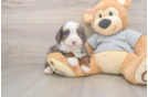 Small Mini Bernedoodle Baby