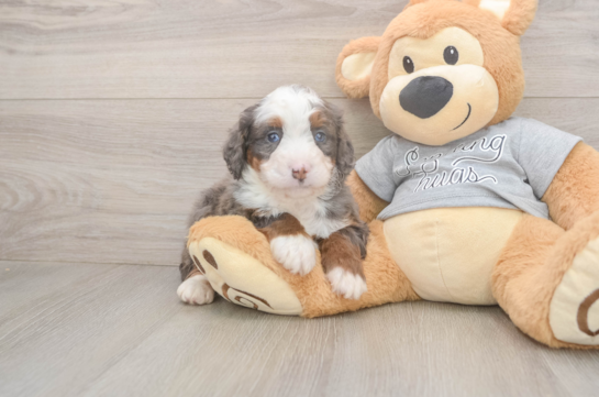 Small Mini Bernedoodle Baby