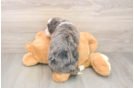 Best Mini Bernedoodle Baby