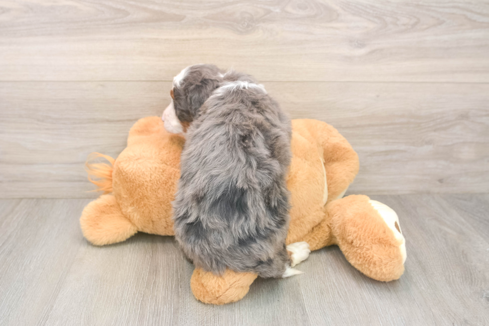 Best Mini Bernedoodle Baby