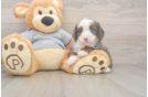 Mini Bernedoodle Puppy for Adoption