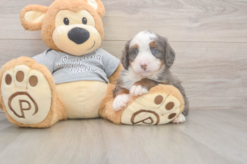 Mini Bernedoodle Puppy for Adoption