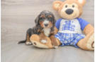 Mini Bernedoodle Pup Being Cute
