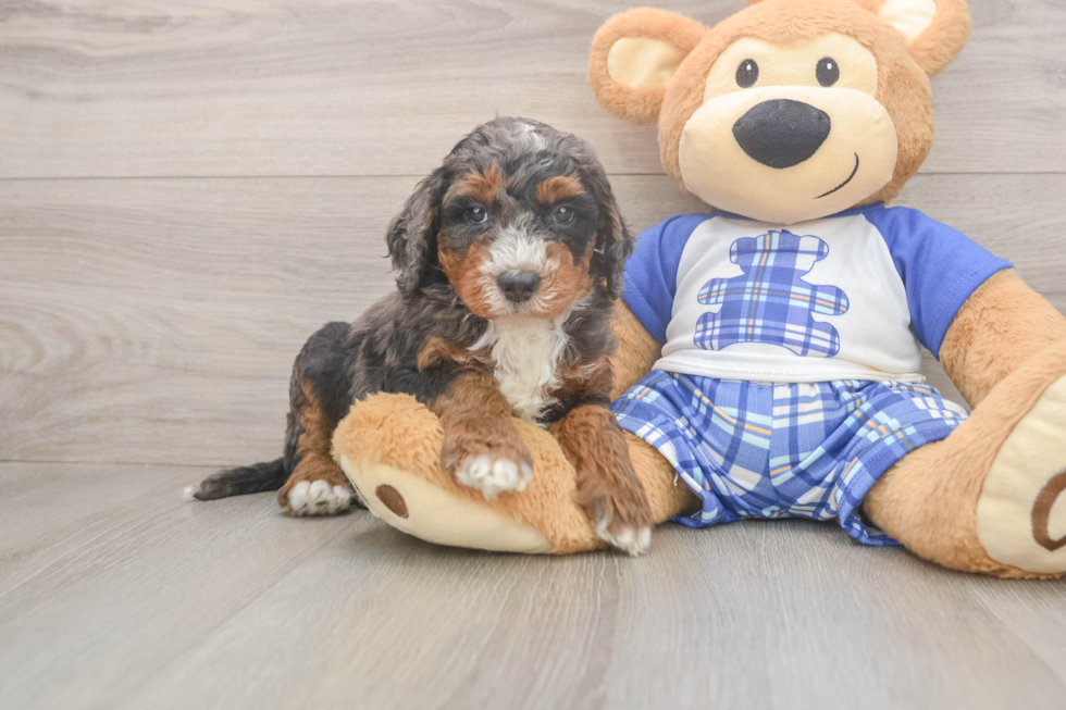 Mini Bernedoodle Pup Being Cute