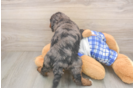 Best Mini Bernedoodle Baby