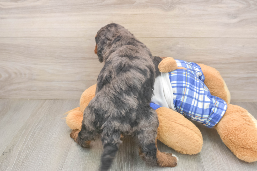 Best Mini Bernedoodle Baby