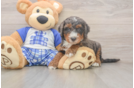 Mini Bernedoodle Puppy for Adoption