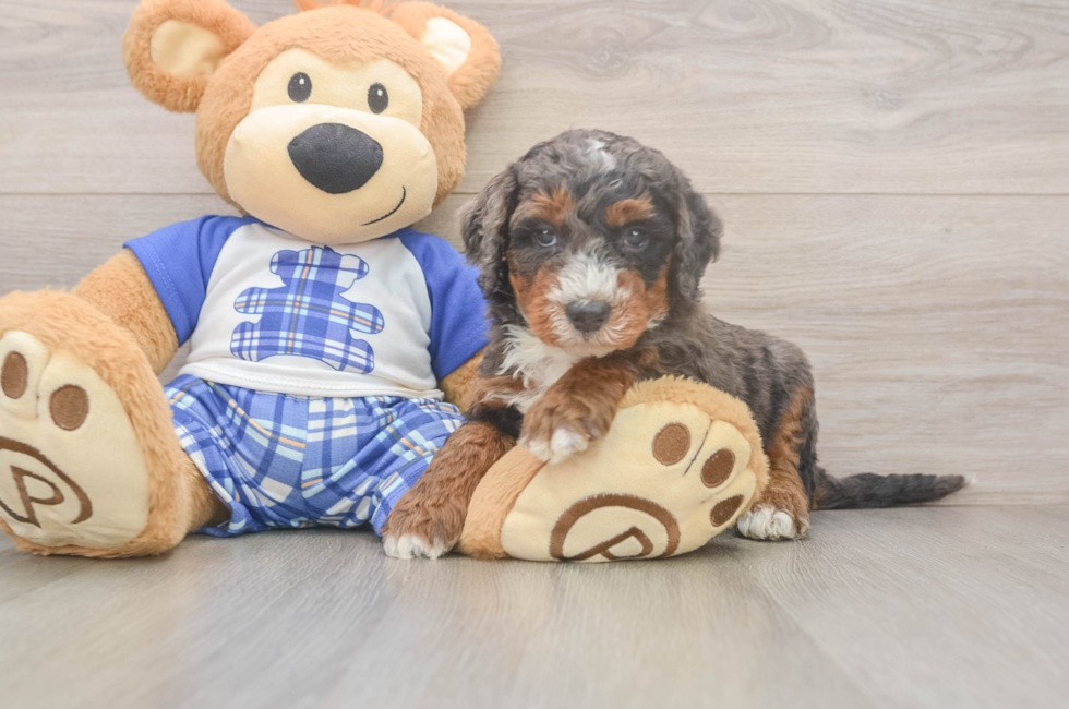 5 week old Mini Bernedoodle Puppy For Sale - Seaside Pups