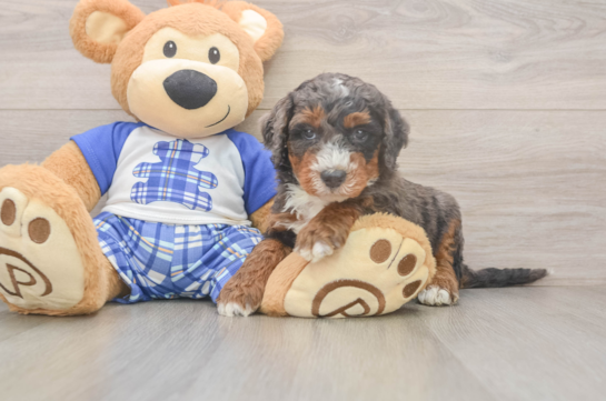 Mini Bernedoodle Puppy for Adoption