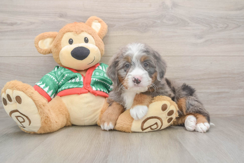 Best Mini Bernedoodle Baby