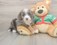 6 week old Mini Bernedoodle Puppy For Sale - Seaside Pups
