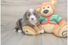Best Mini Bernedoodle Baby
