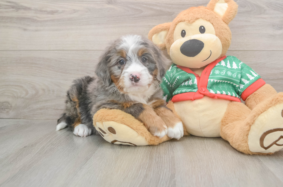 6 week old Mini Bernedoodle Puppy For Sale - Seaside Pups