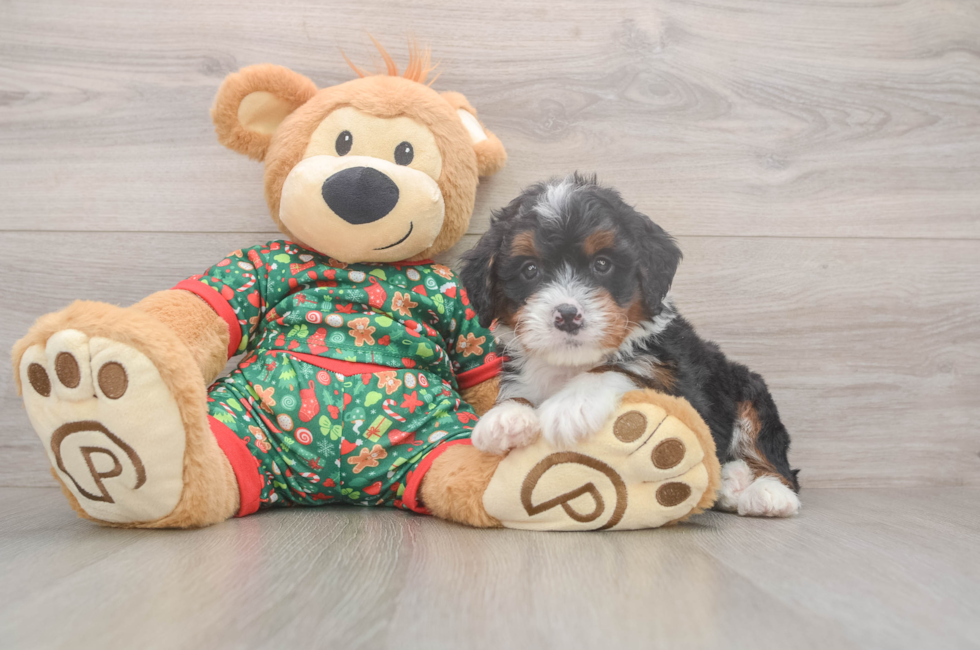 6 week old Mini Bernedoodle Puppy For Sale - Seaside Pups
