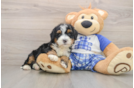 Mini Bernedoodle Puppy for Adoption