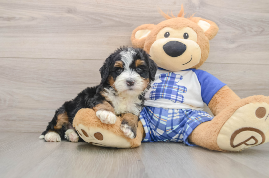 Mini Bernedoodle Puppy for Adoption