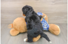 Best Mini Bernedoodle Baby