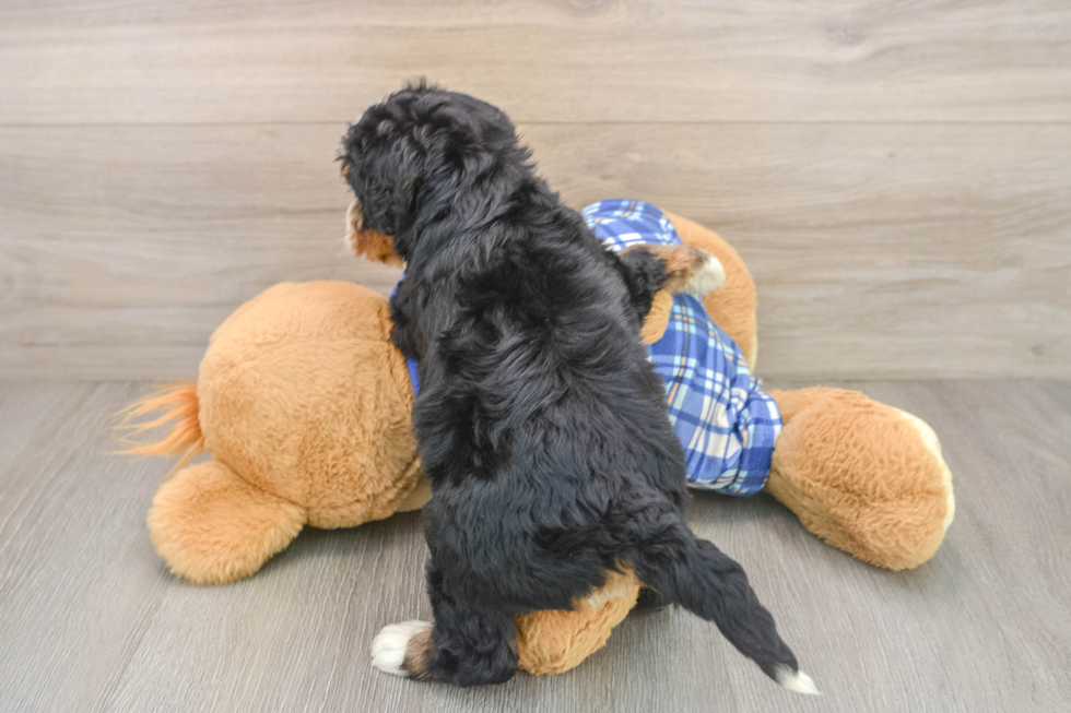 Best Mini Bernedoodle Baby
