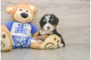 Small Mini Bernedoodle Baby