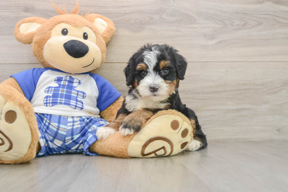 Small Mini Bernedoodle Baby