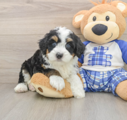 6 week old Mini Bernedoodle Puppy For Sale - Seaside Pups