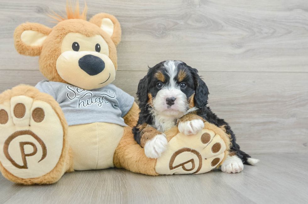 6 week old Mini Bernedoodle Puppy For Sale - Seaside Pups