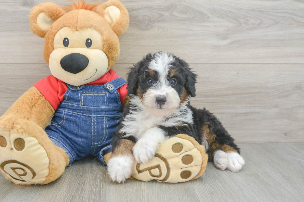 7 week old Mini Bernedoodle Puppy For Sale - Seaside Pups