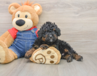 7 week old Mini Bernedoodle Puppy For Sale - Seaside Pups