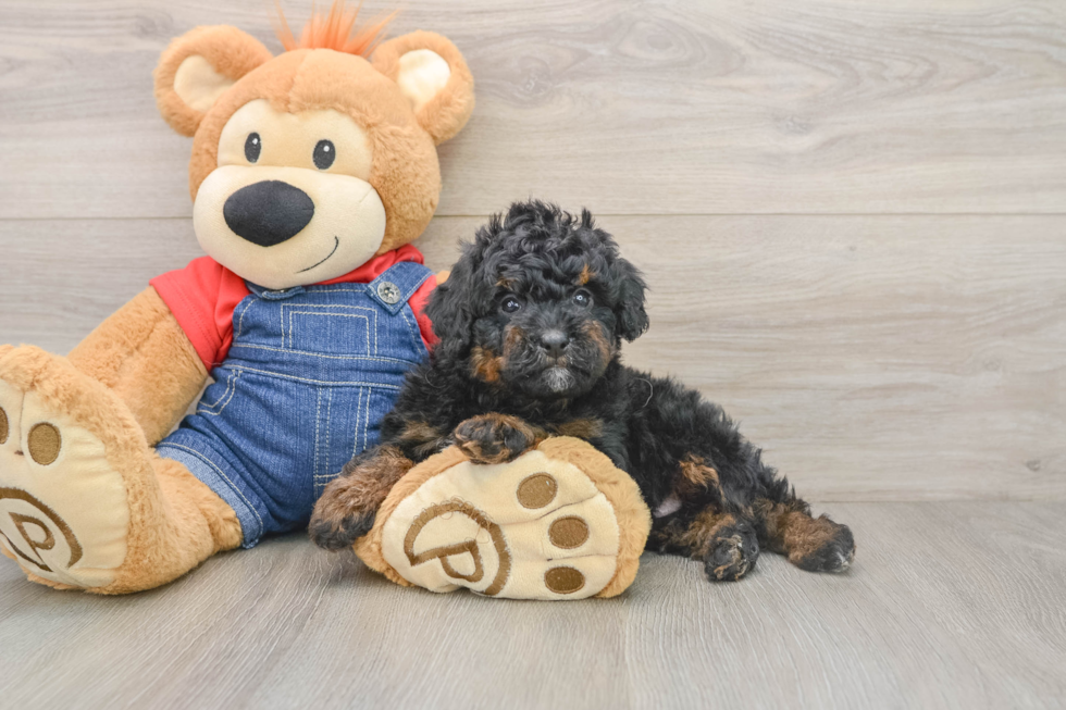 Best Mini Bernedoodle Baby