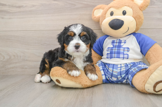 JESS, a Mini Bernedoodle littermate