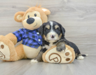 7 week old Mini Bernedoodle Puppy For Sale - Seaside Pups
